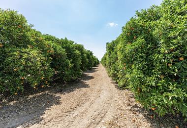 Florida orange orchard Adobe Stock