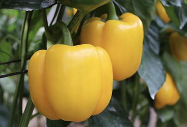 Insignia peppers Hazera