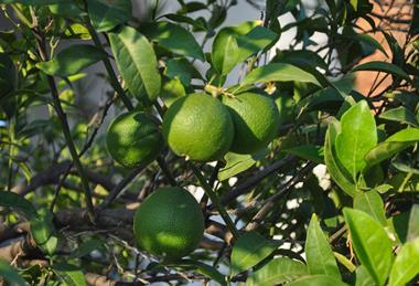 Persian limes