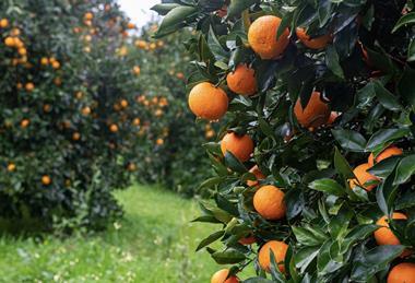 Orange Grove in rain Adobe Stock