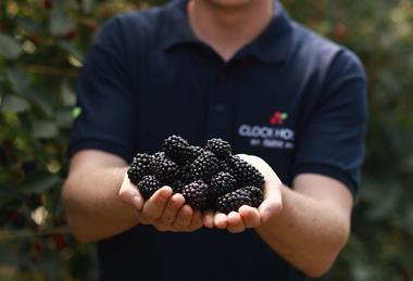 BritishBlackberryHarvest2026_Overs_323