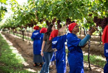 South Africa Northern Transvaal Bushveld grape harvesting