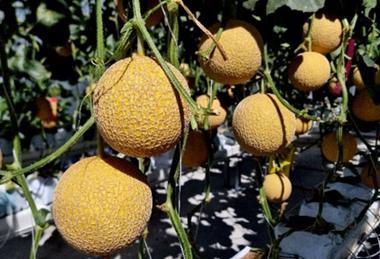 melonsgrownbyhomehillstudents