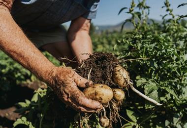 Agraya potato harvesting