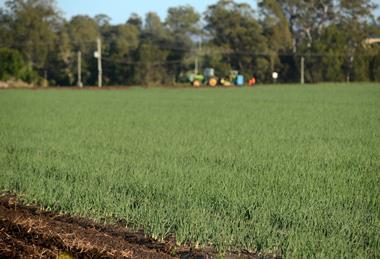 onions-growing-in-gatton2-hr