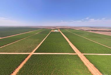 Talia Farms Colliers