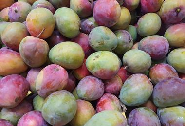 Tommy Atkins mango Adobe Stock