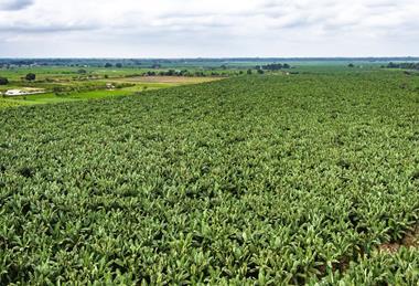 EC banana plantation