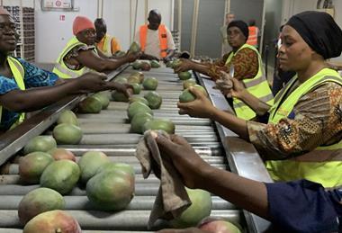 Fruiteq Eosta mango packing line Ivory Coast