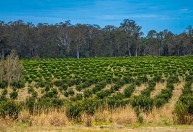 Centuria macadamia orchard