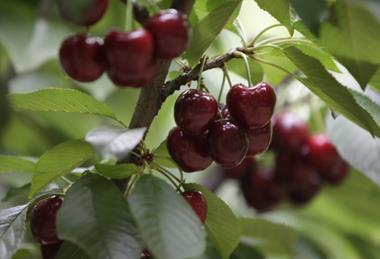 Chilean cherries
