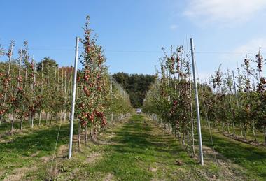 High-density apple orchard