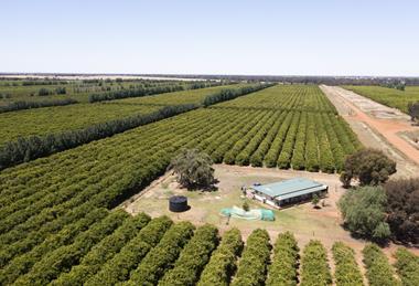 Super Citrus site