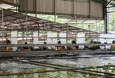 Costa Rican Bananas Corbana