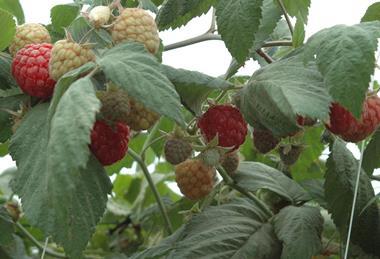 Himbeerproduktion - reife und unreife Himbeeren am Strauch