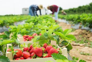 Berry field Adobe Stock