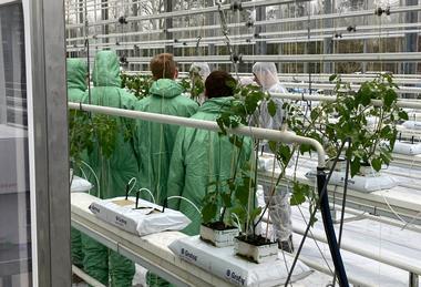 Tomato planting at the Centre of Excellence