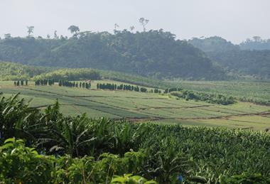 Compagnie Fruitiére Cameroon bananas