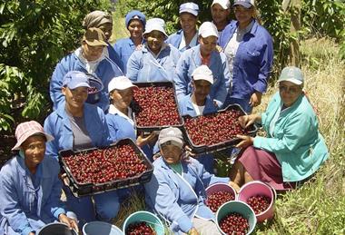South Africa cherry pickers Ceres