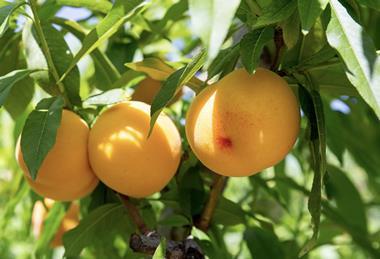 PGI Cieza Peach