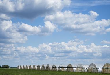 Planning for infrastructure is a challenge for growers