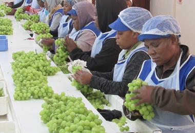 Table grape packhouse South Africa