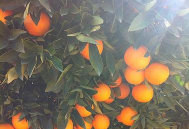 Tree with oranges