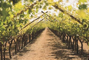 Peruvian grapes