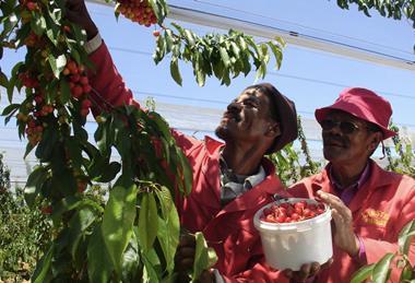 Cherry harvesting Ceres South Africa Karsten