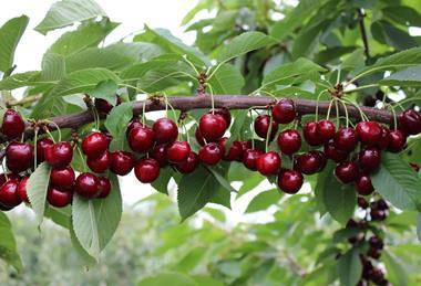 Kir Rio KSG Graeb cherries