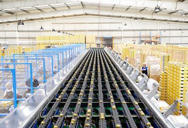 Kiwifruit pack house