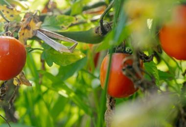 The UK currently imports 80 per cent of its fruits, and 47 per cent of its vegetables