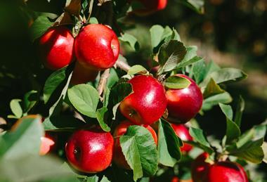 Rockit apples