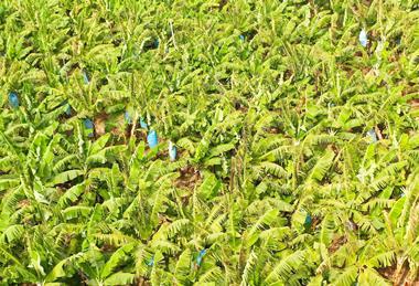 banana plantation in the Philippines Adobe Stock