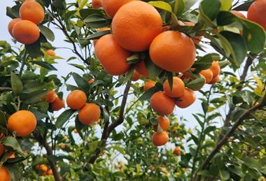Mayview Citrus Warakirri Asset Management