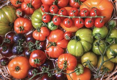 Mixed Tomato varieties in basket Adobe Stock