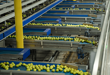 Pears in a CMI Orchards packhouse