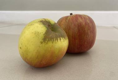 Witte Wijnappel Tru-Cape South Africa