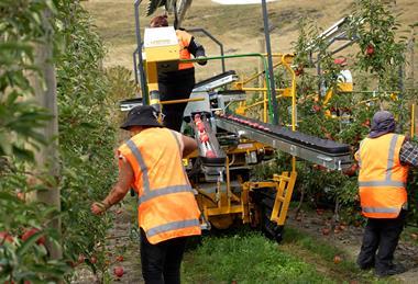 New Zealand apple harvest