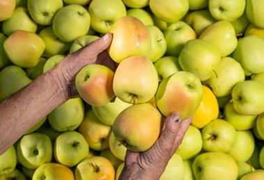 IT Melinda Golden apples