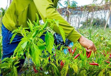 Chilli grower