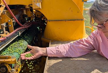Fen Peas harvest no text