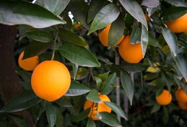 Oranges on tree
