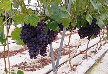 PL Mazovia grapes Biedronka