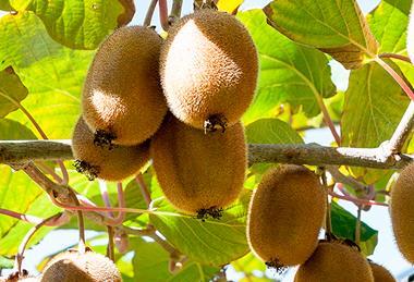 nzkgikiwifruit_392269