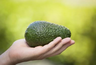 avocado-harvest