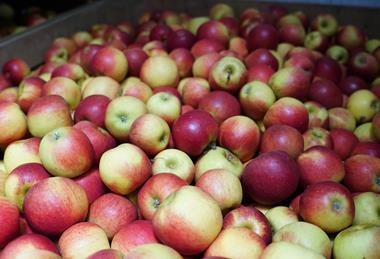 Äpfel aus Deutschland
