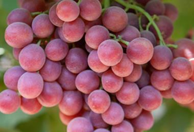 Naturitalia Sweet Celebration grapes