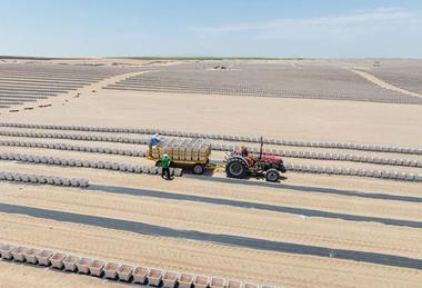 Vanguard Piscu blueberry farm