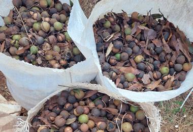 TopNut Harvested macadamia nuts South Africa
